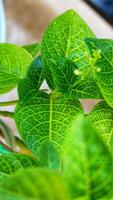 Close up photo of detailed leaves of Pseuderanthemum maculatum, commonly known as yellow vein eranthemum
