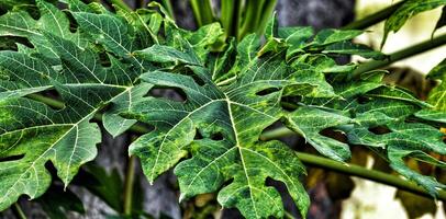 Papaya leaves are quite lush green in color. The benefits of papaya leaves also have an anti-inflammatory effect photo
