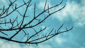 Photo of a dry tree branch, without a single leaf. Isolated background, blue sky.