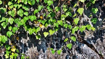 Moldy walls overgrown with wild plants. Vines. The walls are white and the mold is black. photo