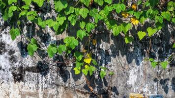 Moldy walls overgrown with wild plants. Vines. The walls are white and the mold is black. photo
