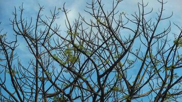 Photo of a dry tree branch, without a single leaf. Isolated background, blue sky.