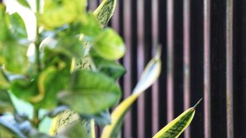 Leaves from ornamental plants in a house yard. photo