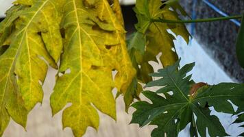 Papaya leaves are quite lush green in color. The benefits of papaya leaves also have an anti-inflammatory effect photo