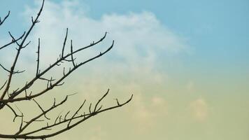 Photo of a dry tree branch, without a single leaf. Isolated background, blue sky.