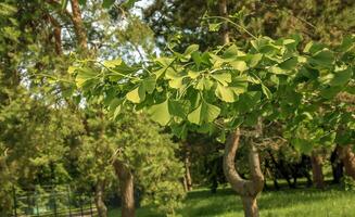 Fresh bright green leaves of ginkgo biloba. Latin name Ginkgo biloba L. Branches of a ginkgo tree in Nitra in Slovakia photo