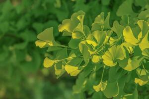 Fresh bright green leaves of ginkgo biloba. Latin name Ginkgo biloba L. Branches of a ginkgo tree in Nitra in Slovakia photo