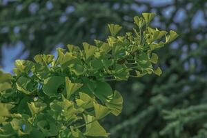 Fresh bright green leaves of ginkgo biloba. Latin name Ginkgo biloba L. Branches of a ginkgo tree in Nitra in Slovakia photo