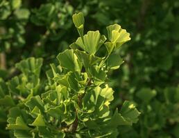Fresh bright green leaves of ginkgo biloba. Latin name Ginkgo biloba L. Branches of a ginkgo tree in Nitra in Slovakia photo