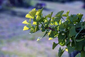 Fresh bright green leaves of ginkgo biloba. Latin name Ginkgo biloba L. Branches of a ginkgo tree in Nitra in Slovakia photo