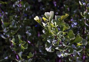 Fresh bright green leaves of ginkgo biloba. Latin name Ginkgo biloba L. Branches of a ginkgo tree in Nitra in Slovakia photo