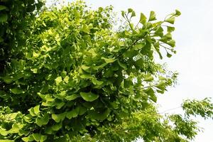 Fresh bright green leaves of ginkgo biloba. Latin name Ginkgo biloba L. Branches of a ginkgo tree in Nitra in Slovakia photo