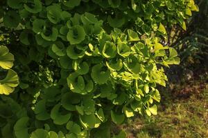 Fresh bright green leaves of ginkgo biloba. Latin name Ginkgo biloba L. Branches of a ginkgo tree in Nitra in Slovakia photo
