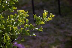 Fresh bright green leaves of ginkgo biloba. Latin name Ginkgo biloba L. Branches of a ginkgo tree in Nitra in Slovakia photo