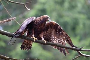 Golden Eagle in The Bohemian Moravian Highlands. photo