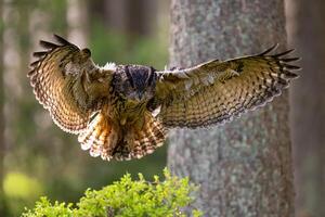 Eurasian Eagle-owl in Bohemian-Moravian Highlands. Staring at you. photo