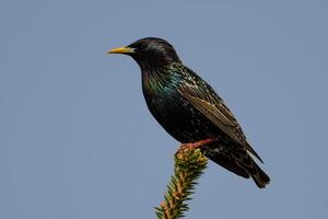 Common starling, Sturnus vulgaris, on a branch photo