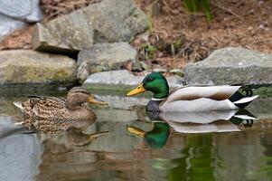 A pair of Mallard ducks resting in my pond photo