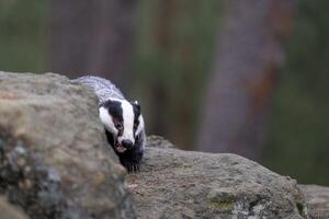 Eurasian Badger showing teeth. Bohemian-Moravian highlands. photo