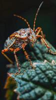 Colorful beetle on a green leaf photo
