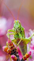 A green grasshopper rests on a branch with pink flower buds photo