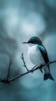 A blue-crested flycatcher perched on a branch photo