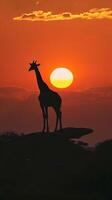 A lone giraffe stands on a rock, watching the sun set over the African plains photo