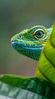 A lizard with green and blue scales peeks out from behind a large green leaf photo