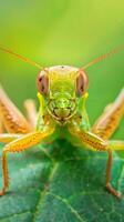 Green grasshopper on leaf, eyes fixed on camera photo