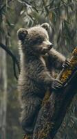 A brown bear cub climbs a tree in a lush forest photo