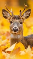 A close-up of a young deer in a forest, surrounded by vibrant autumn foliage photo