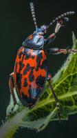 A colorful beetle with red and black markings rests on a green leaf photo