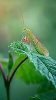 A green mantis sits on a leaf, basking in the early morning sun photo