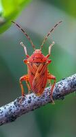 A red stink bug sits on a branch with its wings spread photo