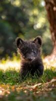 A young black bear cub cautiously navigates the forest floor photo