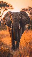 Elephant walking through tall grass at sunset photo