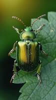 A vibrant green beetle rests on a leaf photo