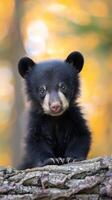 A black bear cub sits on a tree branch, looking directly at the camera photo
