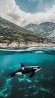 Orca swimming gracefully in a clear blue ocean photo