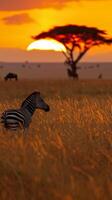 A lone zebra stands in tall grass with a sunset behind it photo