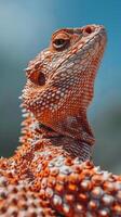 A colorful bearded dragon basks in the sun, its scales glistening photo