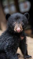 A young black bear cub looks directly at the camera photo