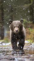 Bear cub walks through rain-soaked forest photo