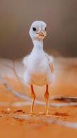 A young crane chick stands on the red dirt, looking inquisitively at the camera photo