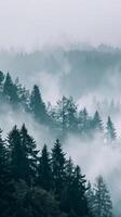 Tall pine trees stand silhouetted against a backdrop of swirling mist photo