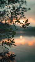 Silhouette of leaves with a glowing sunset photo