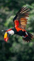 A toucan in flight against a backdrop of green foliage photo