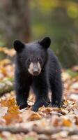 A young black bear cub walks through a forest of fallen leaves photo