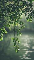 Lush green leaves sway gently over a peaceful river photo