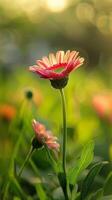 A pink daisy stands tall, bathed in the soft glow of the early morning sun photo